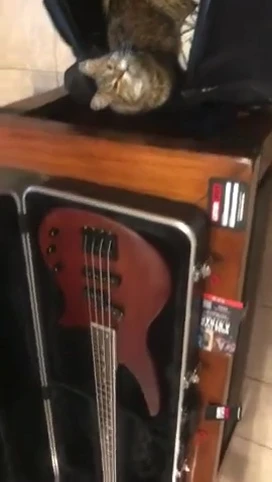 Guitar fitting snugly inside the case