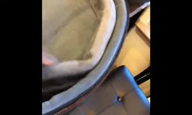 Showcase of removable padding and neck compartment
